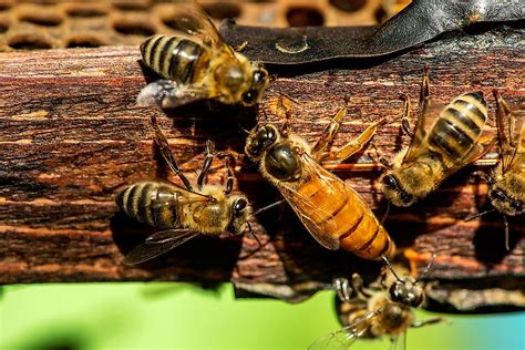 How Long Do Honey Bees Live Worldatlas