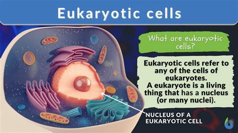 simple eukaryotic cells