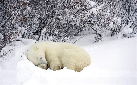animals sleeping snow polar bears wallpapers hd desktop  mobile