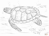 Turtle Tortuga Supercoloring Turtles sketch template
