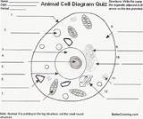 Unlabeled Organelles Sheet Labeled Teach sketch template