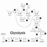 Glycolysis Metabolism Mcat Medical Glucose Laid Simple Made Elucidate Novel Cancer Pet Using Steps Scheme Biological Sciences Gomerblog sketch template