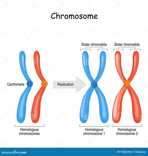 Cellprofiler Identify Chromosomes Texasnipod