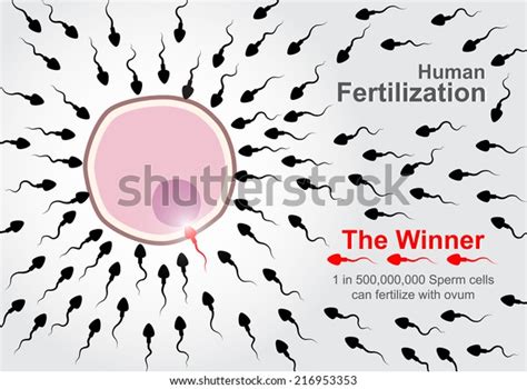 human fertilization 500000000 sperm cells race stock vector royalty
