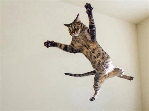 Un recinto che si rispetta — soluzioni per cruciverba e parole crociate. Gatti volanti