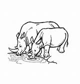 Coloring Pages Animal Rhino Rhinoceros Printable Wild Animals Kids Water African Hole Baby Rhinos Print Watering Color Clipart Sheets Drawing sketch template