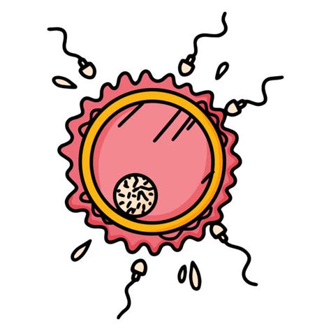 human zygote drawing illustrations royalty free vector graphics and clip