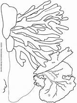 Coral Reef Coloring Pages Visit Bleaching Printable sketch template
