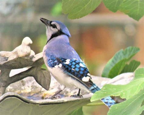 amazing blue jay facts   didnt