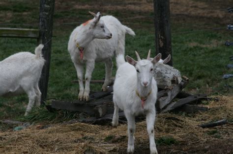 julie zickefoose  blogspot goat