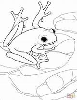 Frog Frogs Dart Ausmalbild Supercoloring Amerikanischer Laubfrosch Dunagan Bullets Ausmalbilder Lilypads Getdrawings Permanently Jasmin sketch template