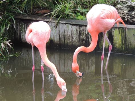 flamingo info photo