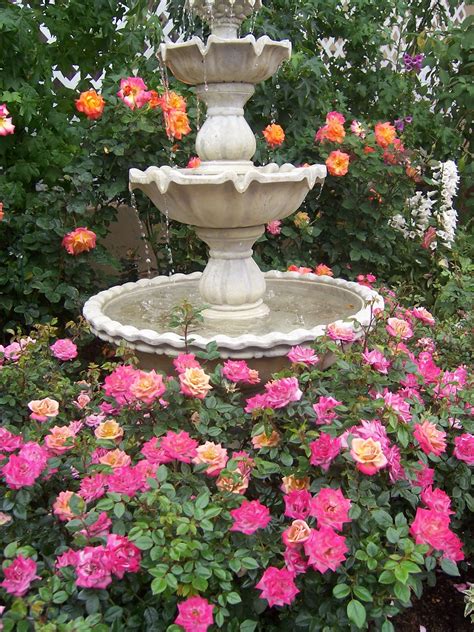 minute gardener photo roses   water fountain