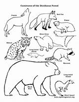 Coloring Forest Carnivores Food Deciduous Chain Pages Drawing Carnivore Animal Web Animals Drawings Chains Printable Exploringnature Fence Color Link Clipart sketch template