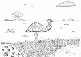 Emu Learned Newly Facts Robin Coloring Pages Great Outback sketch template