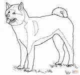 Coloring Akita American Pages Drawing Dogs Printable Color Paper sketch template