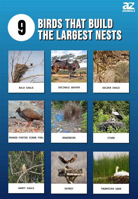 birds  build  largest nests  bald eagle tops  list