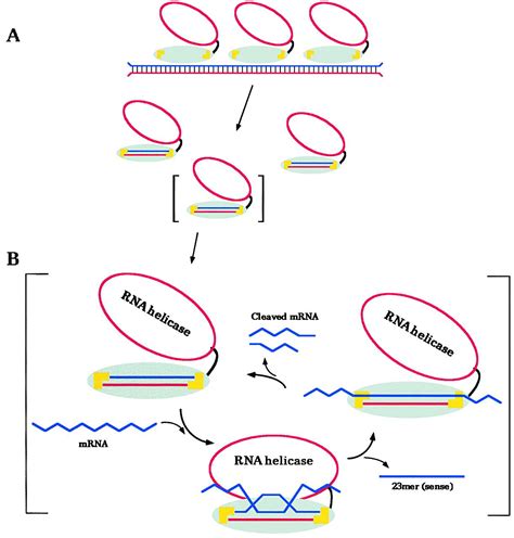 double stranded rna   template  gene silencing cell