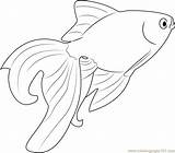 Goldfish Coloring Coloringpages101 Fishes sketch template