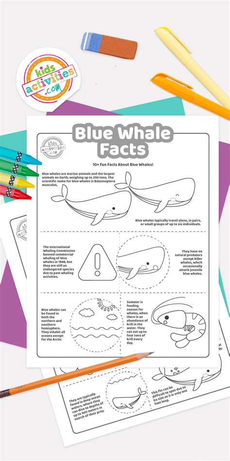 fun blue whale facts kids activities blog moms hug
