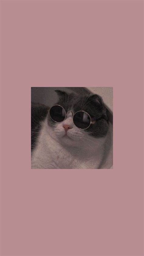 wallpaper kucing pakai kacamata pin  missanchit