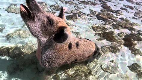 swimming  pigs youtube