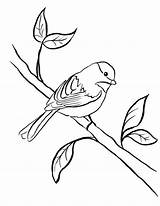 Chickadee Grown sketch template