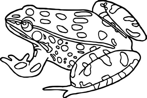 frog amphibian coloring page wecoloringpagecom