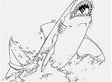 Coloring Shark Pages Great Adults Color Getcolorings Getdrawings Print sketch template