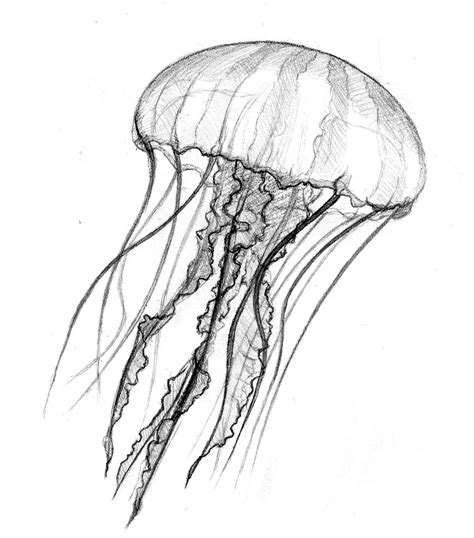 jellyfish coloring page clipart  clipart