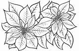 Poinsettia Coloring Pages Printable Christmas Drawing Flower Flowers Supercoloring Beautiful Categories Printables Choose Board sketch template