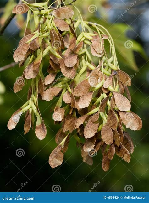 maple seed pods stock images image