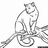 Puma Coloring Pages Animal Color Thecolor Animals Baby General Pumas Drawings Popular 560px 1kb sketch template