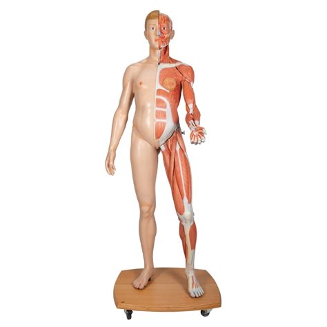 anatomical model life size dual sex human figure 39 part