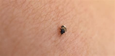 tiny  black bugs  deliver  big bite
