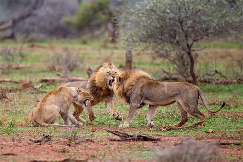 Big Cat Brawl Shows What Happens When Lions Having Sex Are