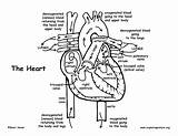 Heart Coloring Human Pages Printable Anatomy Getcolorings Color sketch template