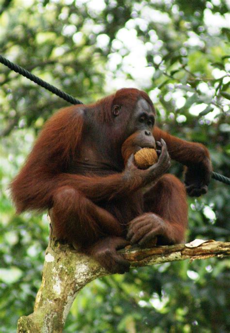 File Orang Utan Semenggok Forest Reserve Sarawak Borneo Malaysia