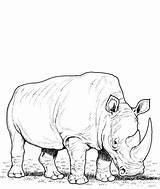 Rhino Rinoceronte Rinocerontes Rhinoceros Jumanji Supercoloring Rhinos Erba sketch template