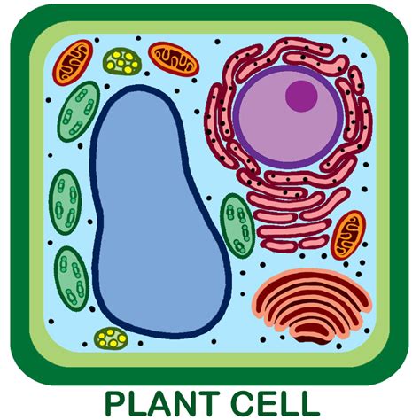 labeling plant cell diagram quizlet