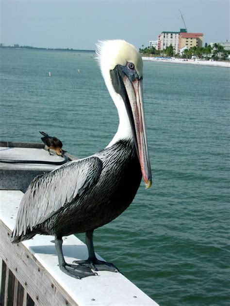 pelicans pictures pics images    inspiration