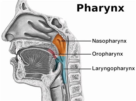 pharynx function location anatomy muscles  faqs