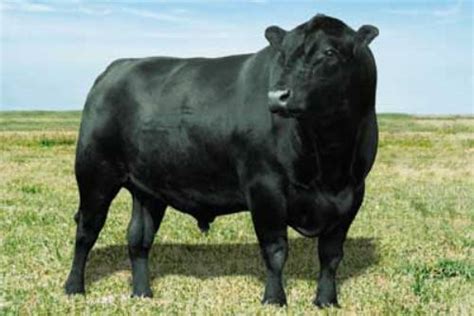 facts  angus cattle fact file