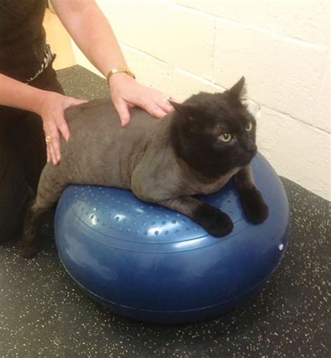 Feline Physical Rehabilitation Todays Veterinary Nurse