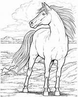Horses Gratis Caballos Konj Caballo Pobarvanke Ausmalbilder Pferde Dover Animales Konji Salvajes Template Friesen sketch template