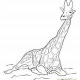 Giraffe Coloring Pages Rothschild Printable sketch template