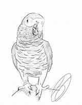 African Grey Parrot Raymond Deviantart sketch template