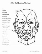 Muscles Coloring Face Facial Anatomy Pages Muscle Expression Printable Color Book Print Template Pdf Male Getcolorings sketch template