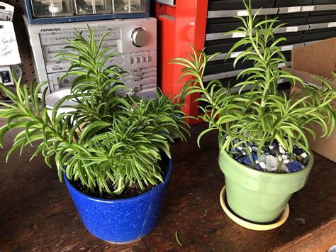 plant rhouseplants