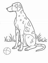 Colorat Desene Caine Planse Colorare Disegni Hund Coloring Malvorlage Dalmatian Caini Animale Imagini Cani Domestice Hunde Kostenlos Pentru Adulti Copii sketch template